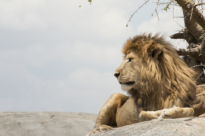 Male lion sitting on a rock facing sideways, at Serengeti National Park, Tanzania